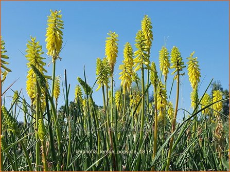 Kniphofia &#039;Lemon Popsicle&#039; | Vuurpijl, Fakkellelie | Fackellilie