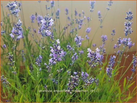 Lavandula angustifolia &#039;Middachten&#039; | Gewone lavendel, Echte lavendel, Lavendel | Echter Lavendel