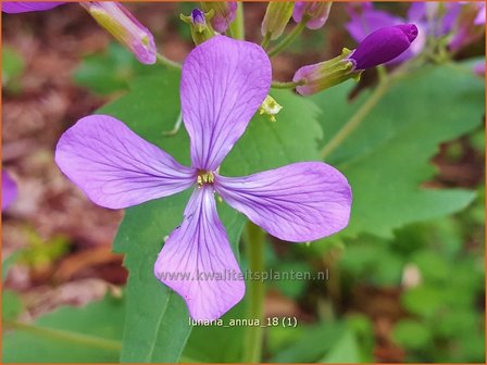 Lunaria annua | Judaspenning | Einj&auml;hriges Silberblatt | Money Plant