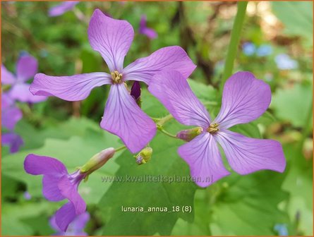 Lunaria annua | Judaspenning | Einj&auml;hriges Silberblatt