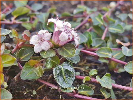 Mitchella repens | Patrijsbes | Rebhuhnbeere