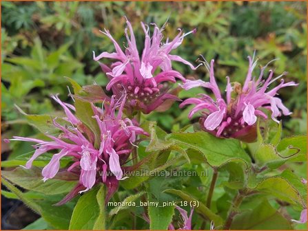 Monarda &#039;Balmy Pink&#039; | Bergamotplant, Indianennetel | Indianernessel