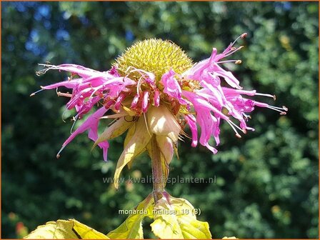 Monarda &#039;Melissa&#039; | Bergamotplant, Indianennetel | Indianernessel