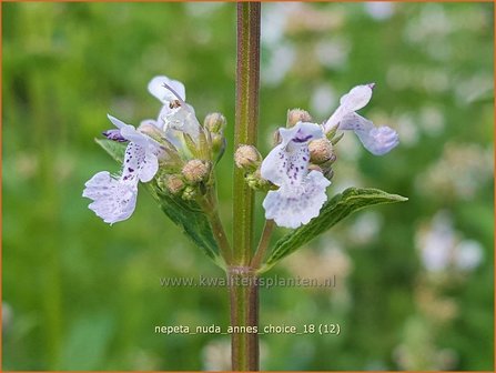 Nepeta nuda &#039;Anne&#039;s Choice&#039; | Kattenkruid | Kahle Katzenminze