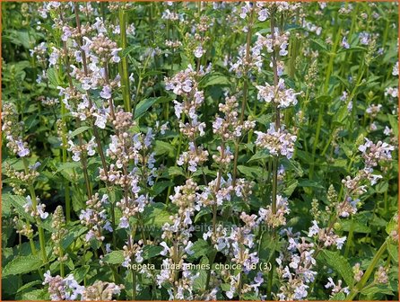 Nepeta nuda &#039;Anne&#039;s Choice&#039; | Kattenkruid | Kahle Katzenminze