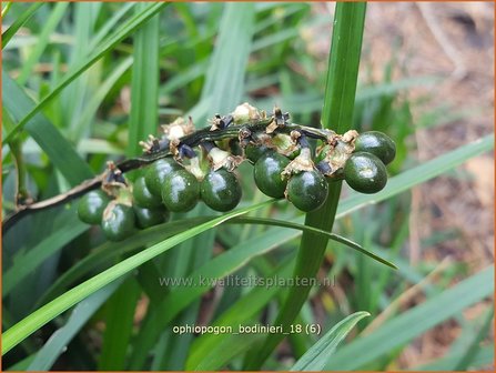 Ophiopogon bodinieri | Slangenbaard | Schlangenbart