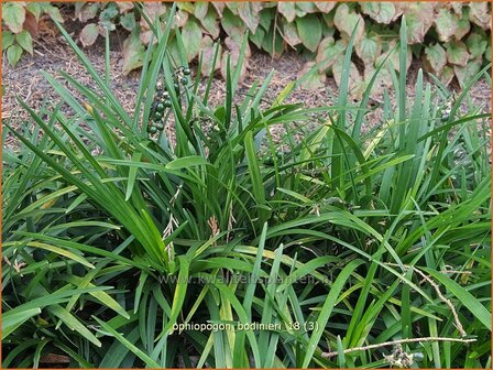 Ophiopogon bodinieri | Slangenbaard | Schlangenbart