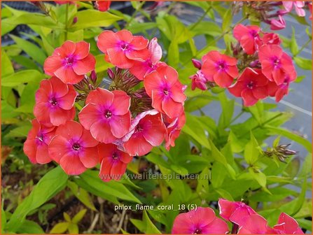 Phlox &#039;Flame Coral&#039; | Hoge vlambloem, Vlambloem, Flox, Floks | Hohe Flammenblume