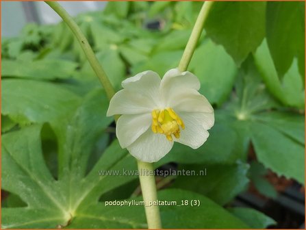 Podophyllum peltatum | Voetblad, Indische alruinwortel, Meiappel | Fu&szlig;blatt