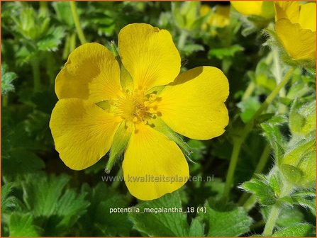 Potentilla megalantha | Ganzerik | Gro&szlig;bl&uuml;tiges Fingerkraut