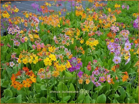 Primula bulleesiana | Etageprimula, Sleutelbloem | Terrakotta-Etagen-Schl&uuml;sselblume