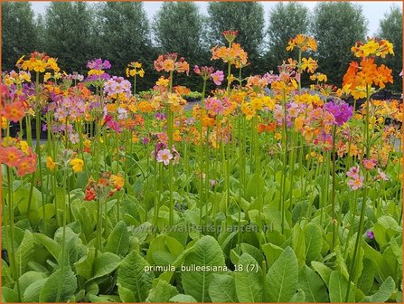 Primula bulleesiana | Etageprimula, Sleutelbloem | Terrakotta-Etagen-Schl&uuml;sselblume