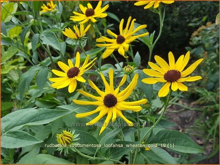 Rudbeckia subtomentosa &#039;Loofahsa Wheaton Gold&#039; | Zonnehoed | Schwachfilziger Sonnenhut