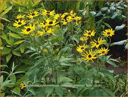 Rudbeckia subtomentosa &#039;Loofahsa Wheaton Gold&#039; | Zonnehoed | Schwachfilziger Sonnenhut