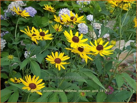 Rudbeckia subtomentosa &#039;Loofahsa Wheaton Gold&#039; | Zonnehoed | Schwachfilziger Sonnenhut