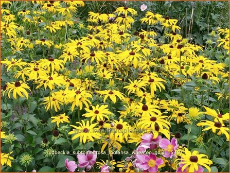 Rudbeckia subtomentosa &#039;Loofahsa Wheaton Gold&#039; | Zonnehoed | Schwachfilziger Sonnenhut