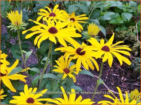 Rudbeckia subtomentosa &#039;Loofahsa Wheaton Gold&#039; | Zonnehoed | Schwachfilziger Sonnenhut