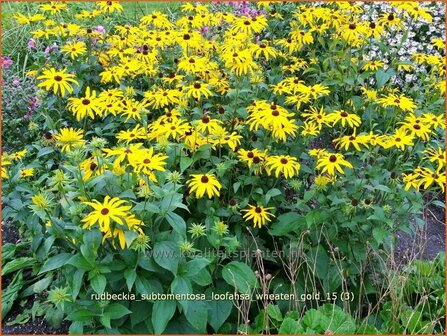 Rudbeckia subtomentosa &#039;Loofahsa Wheaton Gold&#039; | Zonnehoed | Schwachfilziger Sonnenhut