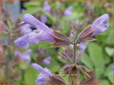 Salvia officinalis &#039;Berggarten&#039; | Echte salie, Keukensalie, Salie, Salvia | Echter Salbei