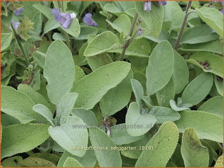 Salvia officinalis &#039;Berggarten&#039; | Echte salie, Keukensalie, Salie, Salvia | Echter Salbei