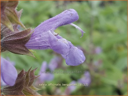 Salvia officinalis &#039;Berggarten&#039; | Echte salie, Keukensalie, Salie, Salvia | Echter Salbei