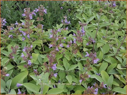 Salvia officinalis &#039;Berggarten&#039; | Echte salie, Keukensalie, Salie, Salvia | Echter Salbei