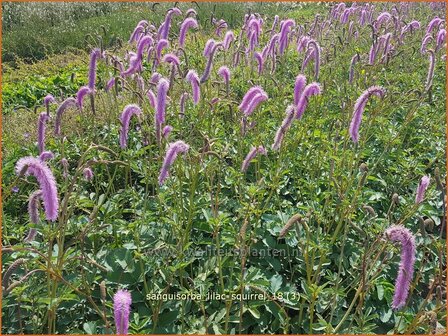 Sanguisorba &#039;Lilac Squirrel&#039; | Pimpernel, Sorbenkruid | Wiesenknopf