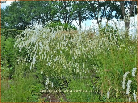 Sanguisorba tenuifolia &#039;Parviflora&#039; | Pimpernel, Sorbenkruid | Hoher Wiesenknopf