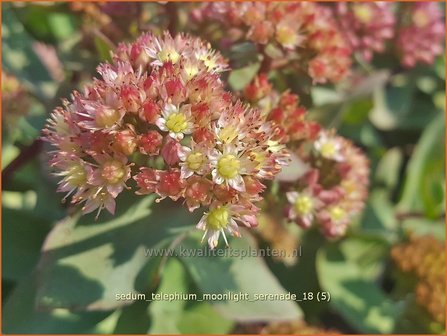 Sedum telephium &#039;Moonlight Serenade&#039; | Hemelsleutel, Vetkruid | Grosse Fetthenne