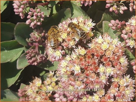 Sedum telephium &#039;Moonlight Serenade&#039; | Hemelsleutel, Vetkruid | Grosse Fetthenne