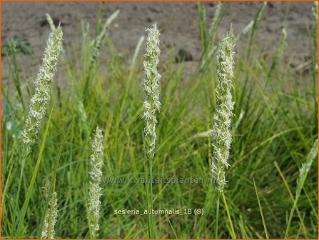 Sesleria autumnalis | Blauwgras | Adria-Blaugras