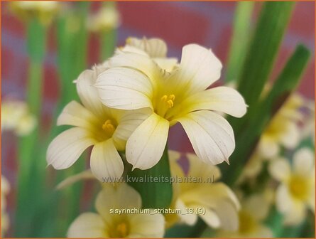 Sisyrinchium striatum | Bieslelie | Gro&szlig;e Binsenlilie