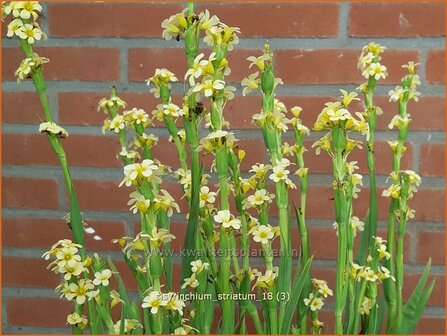 Sisyrinchium striatum | Bieslelie | Gro&szlig;e Binsenlilie