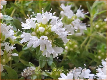 Thymus praecox &#039;Albiflorus&#039; | Kruiptijm, Tijm | Fr&uuml;hbl&uuml;hender Thymian