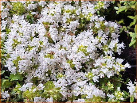 Thymus praecox &#039;Albiflorus&#039; | Kruiptijm, Tijm | Fr&uuml;hbl&uuml;hender Thymian