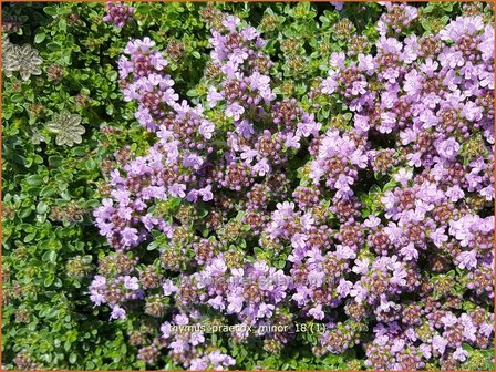 Thymus praecox &#039;Minor&#039; | Kruiptijm, Tijm | Fr&uuml;hbl&uuml;hender Thymian