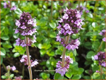 Thymus pulegioides &#039;Tabor&#039; | Grote tijm, Tijm | Feld-Thymian