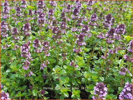 Thymus pulegioides &#039;Tabor&#039; | Grote tijm, Tijm | Feld-Thymian