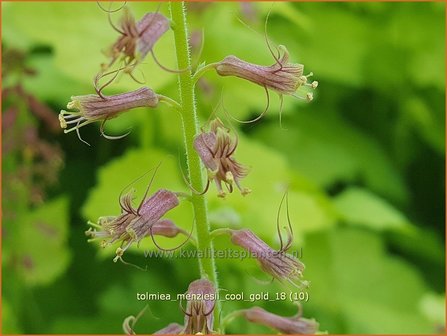 Tolmiea menziesii &#039;Cool Gold&#039; | Kindje-op-moeders-schoot | Henne mit K&uuml;ken