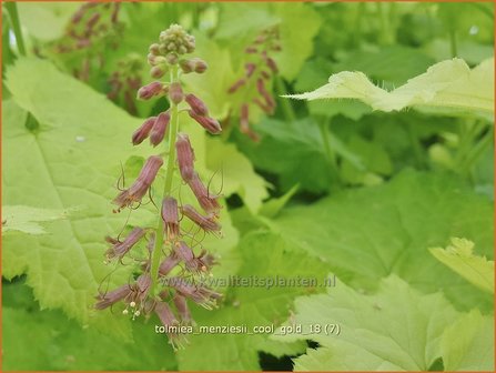 Tolmiea menziesii &#039;Cool Gold&#039; | Kindje-op-moeders-schoot | Henne mit K&uuml;ken