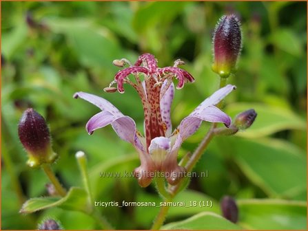 Tricyrtis &#039;Empress&#039; | Armeluisorchidee, Paddenlelie | Kr&ouml;tenlilie