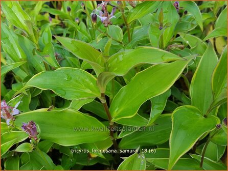 Tricyrtis &#039;Empress&#039; | Armeluisorchidee, Paddenlelie | Kr&ouml;tenlilie