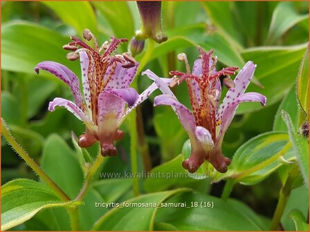 Tricyrtis &#039;Empress&#039; | Armeluisorchidee, Paddenlelie | Kr&ouml;tenlilie