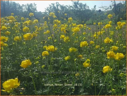 Trollius &#039;Lemon Queen&#039; | Globebloem, Kogelbloem | Trollblume