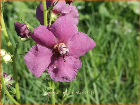 Verbascum &#039;Plum Smokey&#039; | Toorts | K&ouml;nigskerze