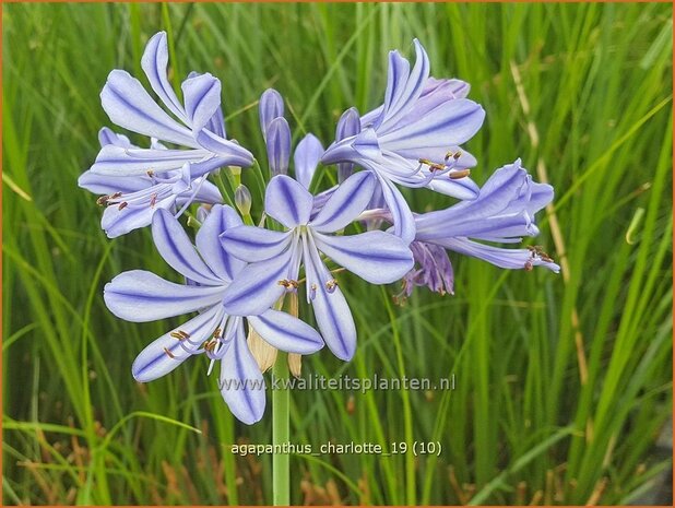 Agapanthus 'Charlotte' | Afrikaanse lelie, Kaapse lelie, Liefdesbloem | Schmucklilie