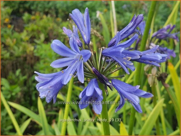 Agapanthus 'Pretty Heidy' | Afrikaanse lelie, Kaapse lelie, Liefdesbloem | Schmucklilie | African Lily