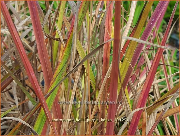 Andropogon hallii 'Purple Konza' | Baardgras | Blauhalm | Sand Bluestem