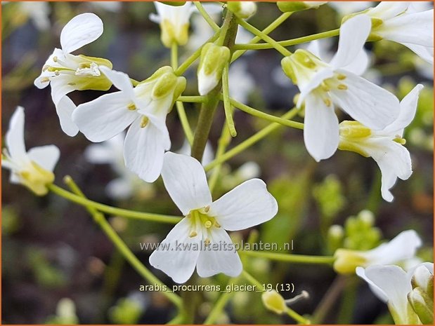 Arabis procurrens 'Glacier' | Randjesbloem | Karpaten-Schaumkresse