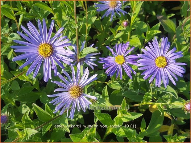 Aster frikartii 'Wunder von Stäfa' | Aster | Frikarts Aster